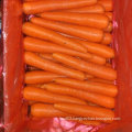 Top Quality of Fresh Chinese Carrot